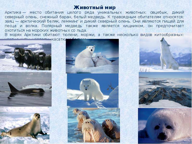 Животные арктики. описание, названия и особенности животных арктики | живность.ру