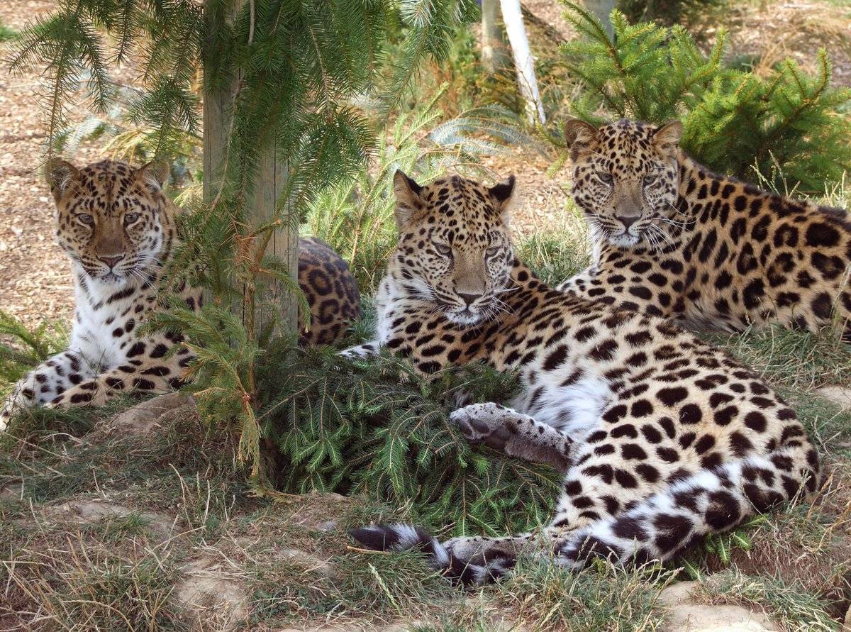 Леопард (лат. pantherа pardus)