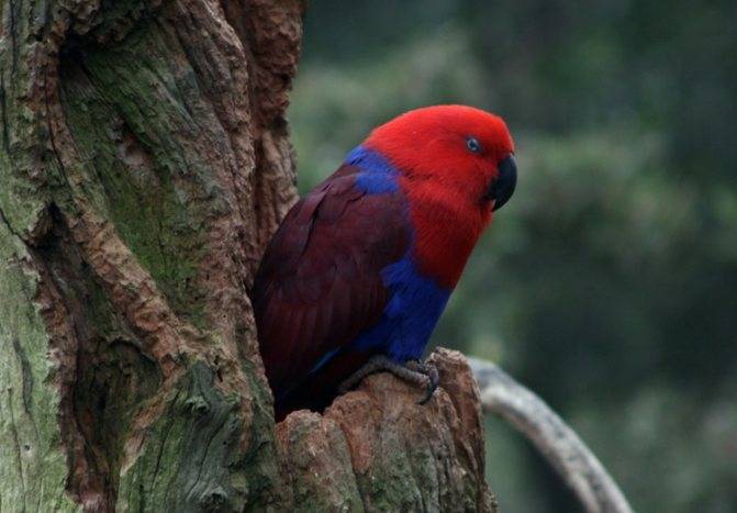 Благородный попугай эклектус - подвиды, уход и содержание