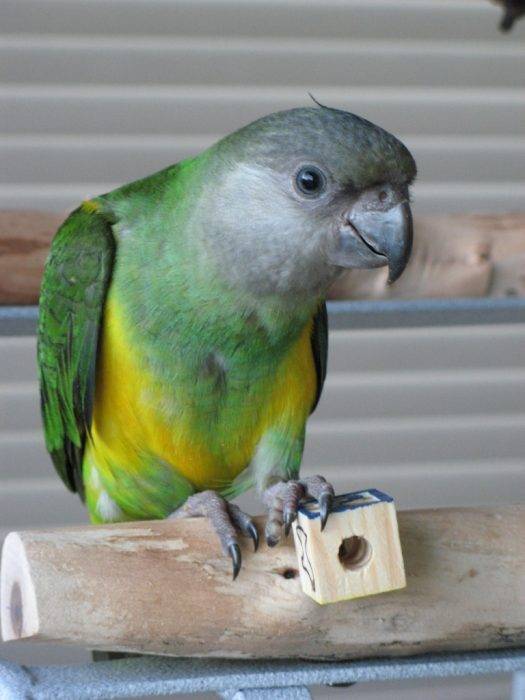 Разведение сенегальских попугаев