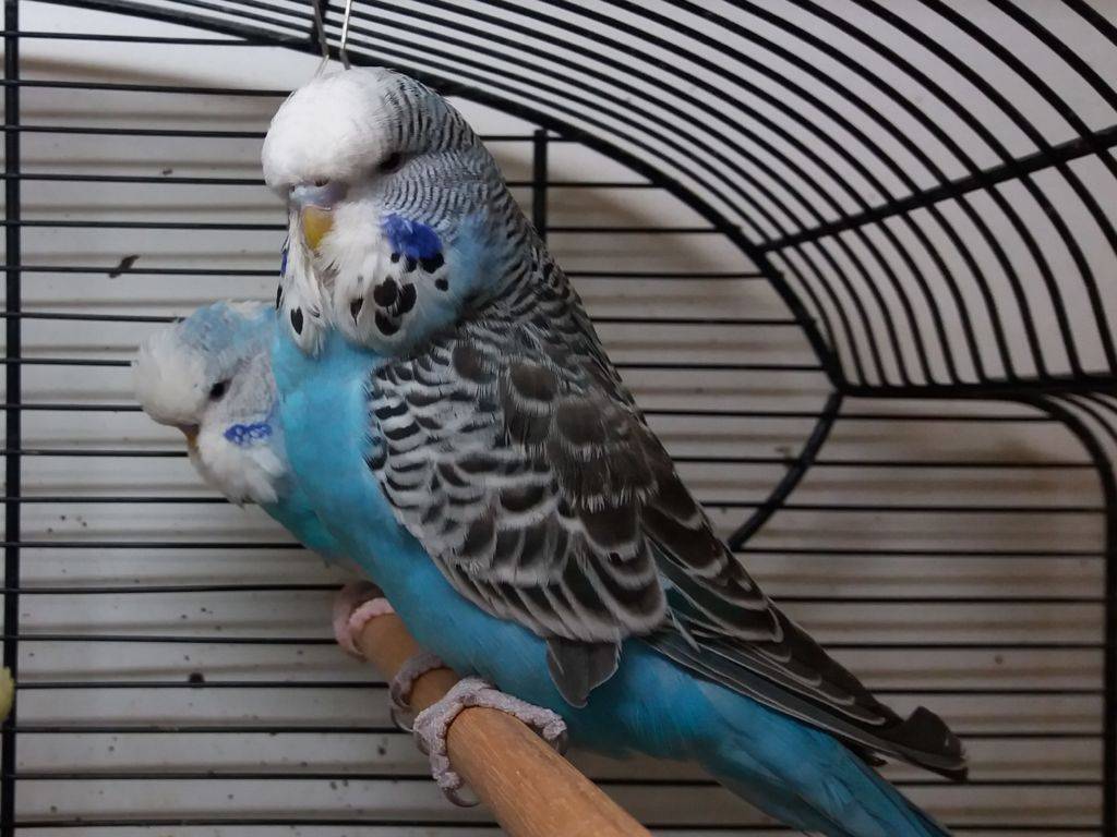 Попугай чех - выставочные волнистые попугаи, чем отличаются