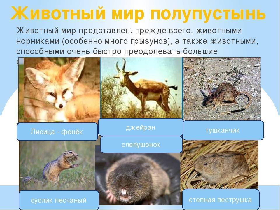 Какие животные и растения обитают в пустыне. Зона пустынь и полупустынь животный мир. Животные мир пустыни и полупустыни в России. Типичные животные пустынь и полупустынь в России. Животный мипустыни и полупустыни.
