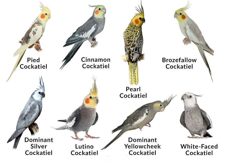 Попугай корелла: описание, сколько живут, содержание и уход