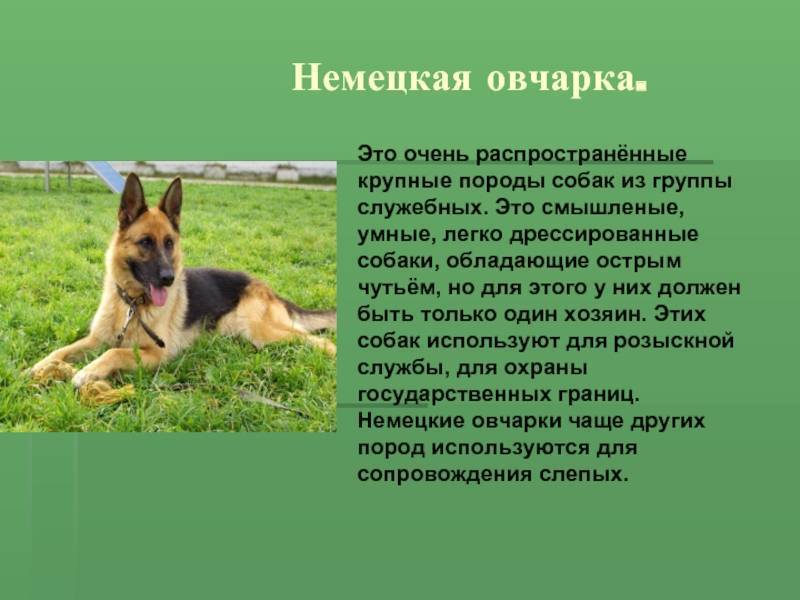 Служебные породы собак: список с фотографиями и названиями