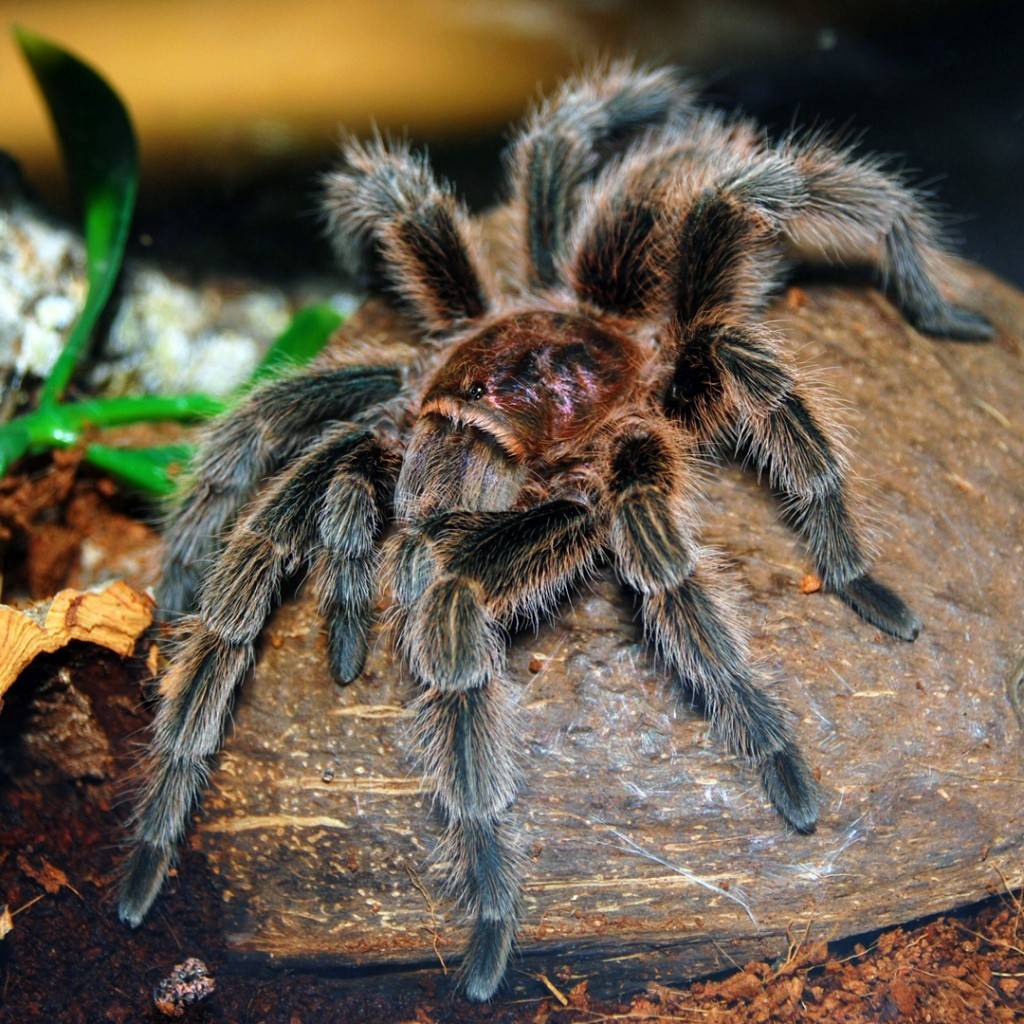 Южнорусский тарантул (мизгирь) – фото, описание, ареал, питание, содержание