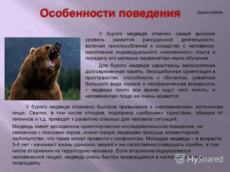 Медведь: фото животного, где живет, чем питается, виды, повадки, интересные факты, сколько живет