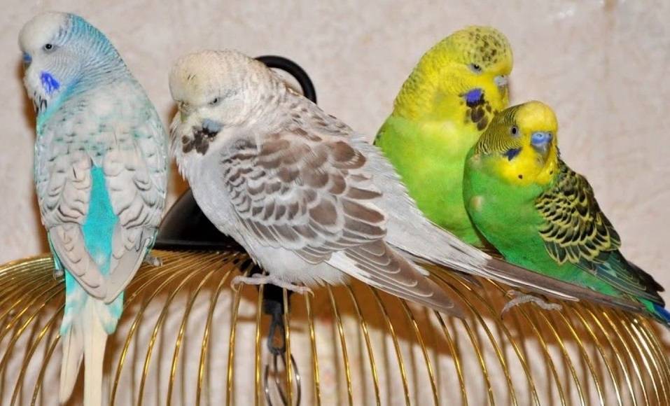 Сколько живут волнистые попугаи в клетке? | mnogoli.ru