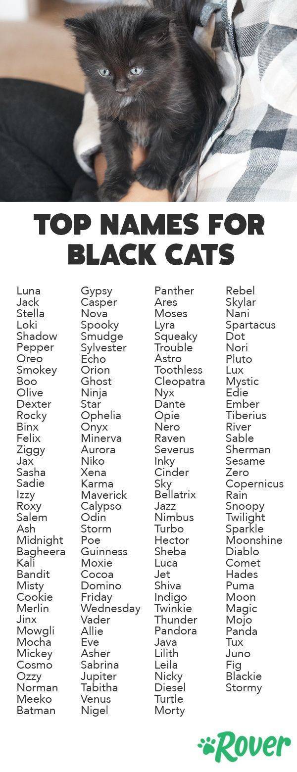 Как назвать котенка черного цвета