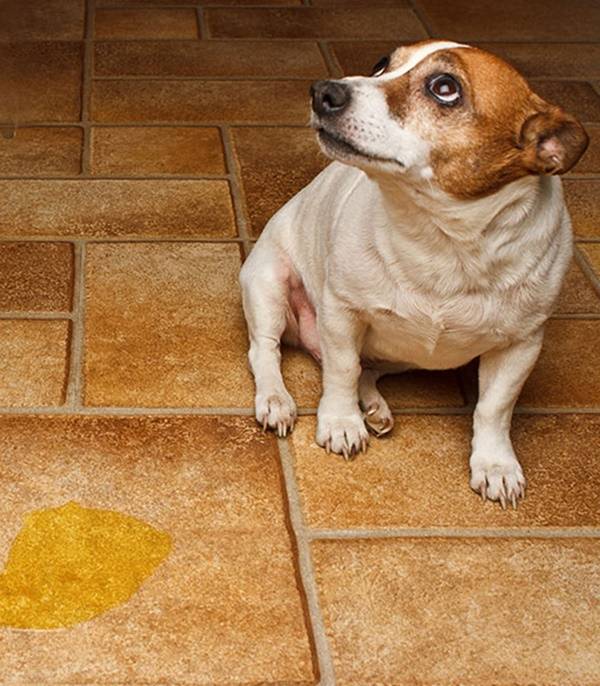 Запах, отпугивающий собак: лучшие средства и способы, почему собака гадит в квартире