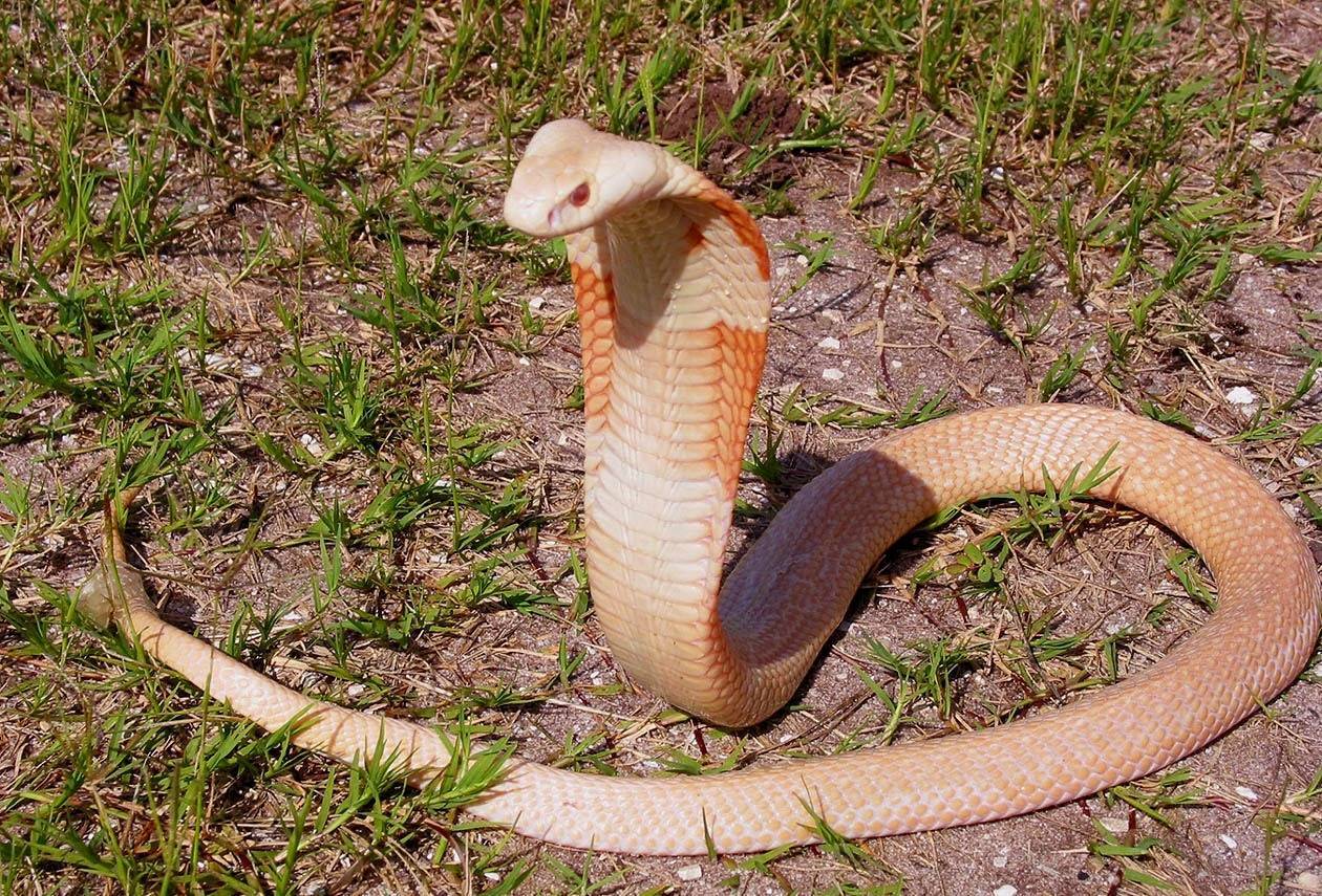 Южноафриканская щитковая кобра, или коралловая кобра | мир животных и растений