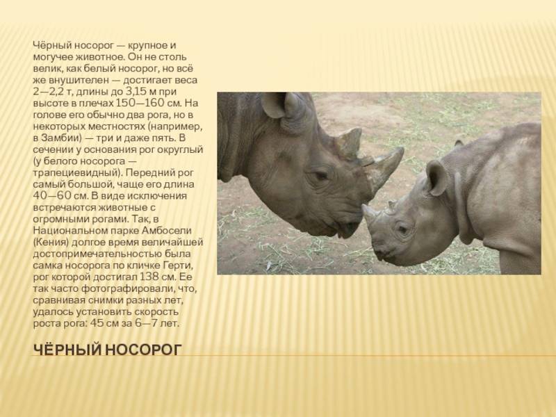 Носорог описание животного