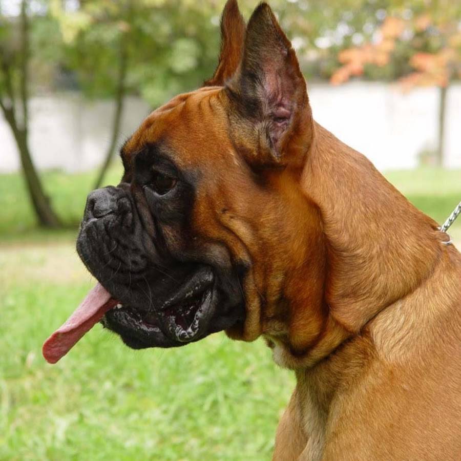 Немецкий боксер: фото и описание породы собак
немецкий боксер: фото и описание породы собак