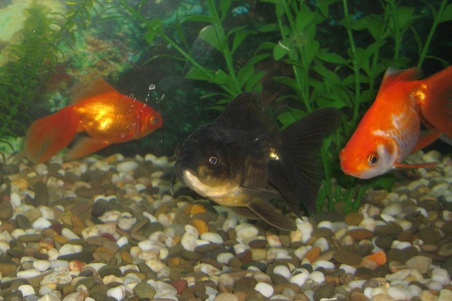 Золотая рыбка: разновидности, уход и содержание