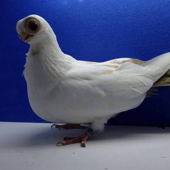 Породы голубей с фотографиями и названиями