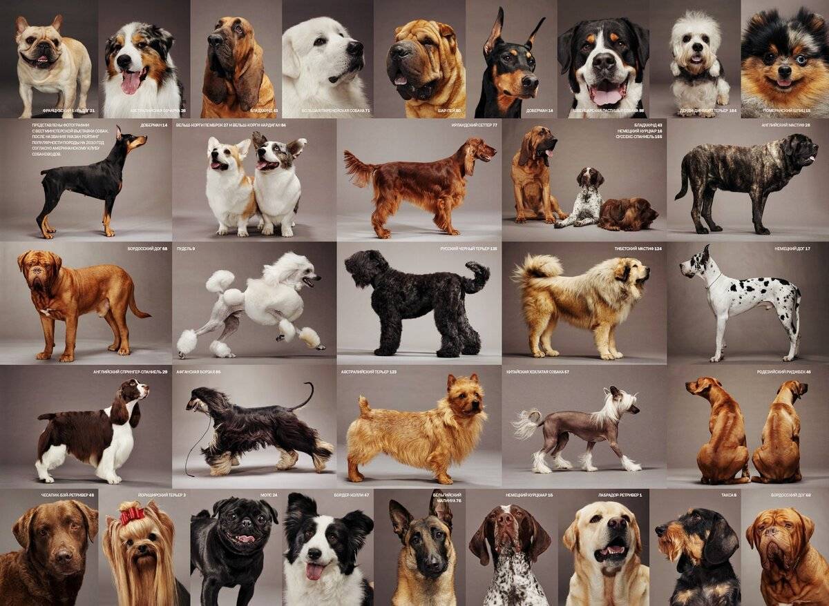 Породы собак: на что нужно ориентироваться при выборе собаки