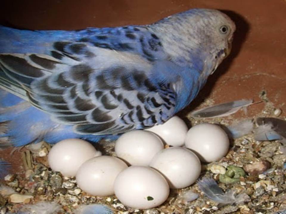 Сколько высиживают яйца волнистые попугаи
