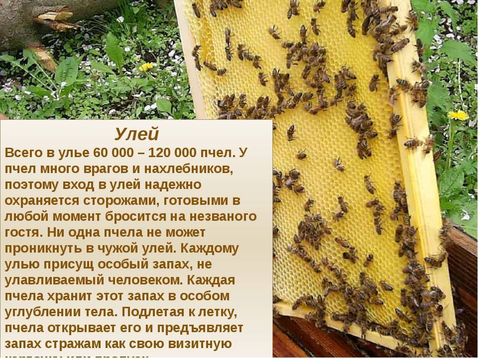 Пчела: интересные факты о пчелах. дикие и домашние.