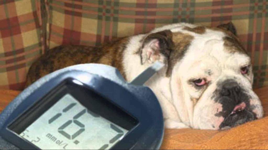 Признаки и симптомы сахарного диабета у собак