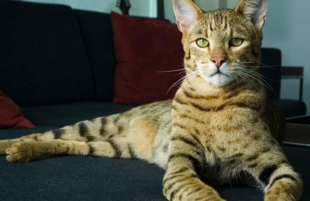 Кошка ашера: особенности и характеристики породы - мир кошек