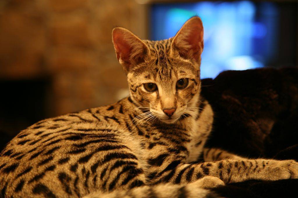Ашера - порода кошек, которой не существует или афера для богатых