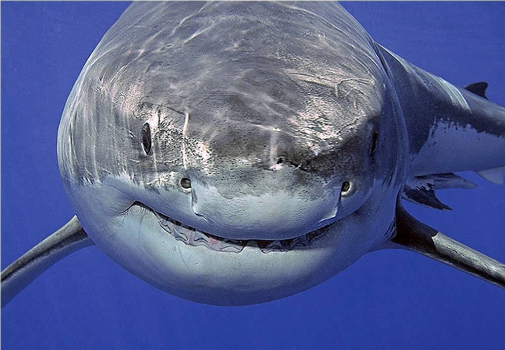 Топ 10: самые большие акулы в мире