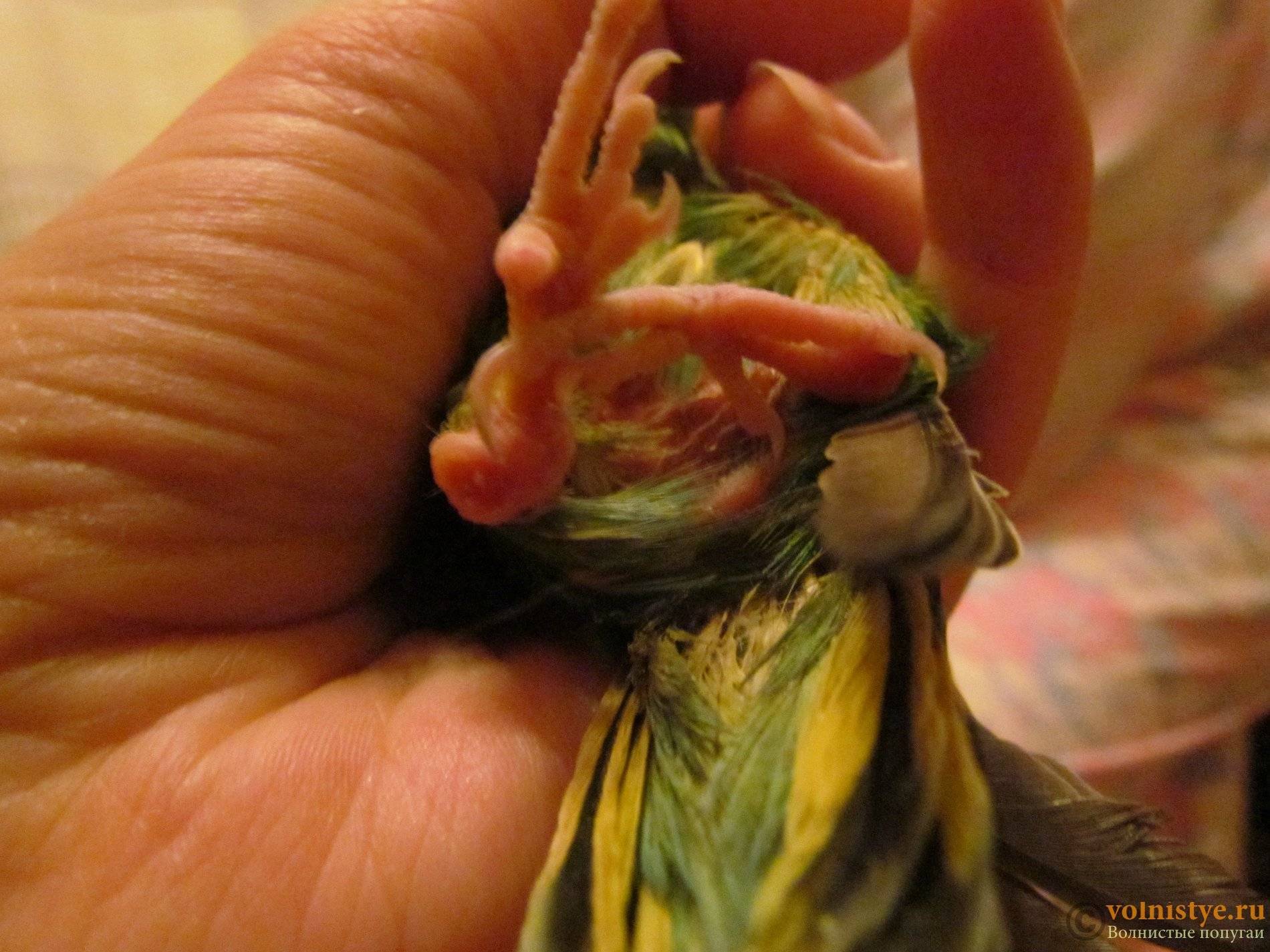 Болезни волнистых попугаев: причины, симптомы и лечение