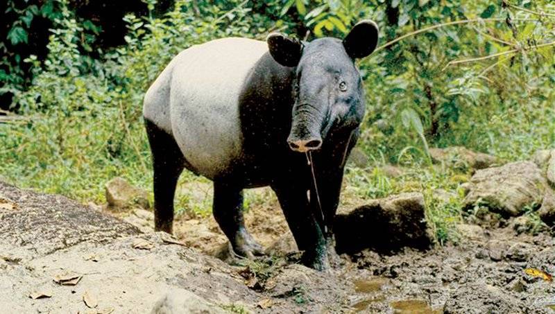 Носороги – фото, описание, ареал, рацион, враги, популяция