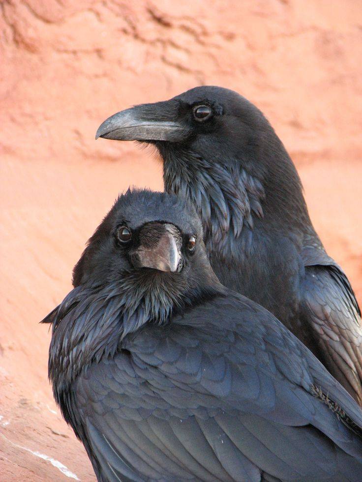 Cколько живет чёрный ворон? неужели 300 лет? | mp