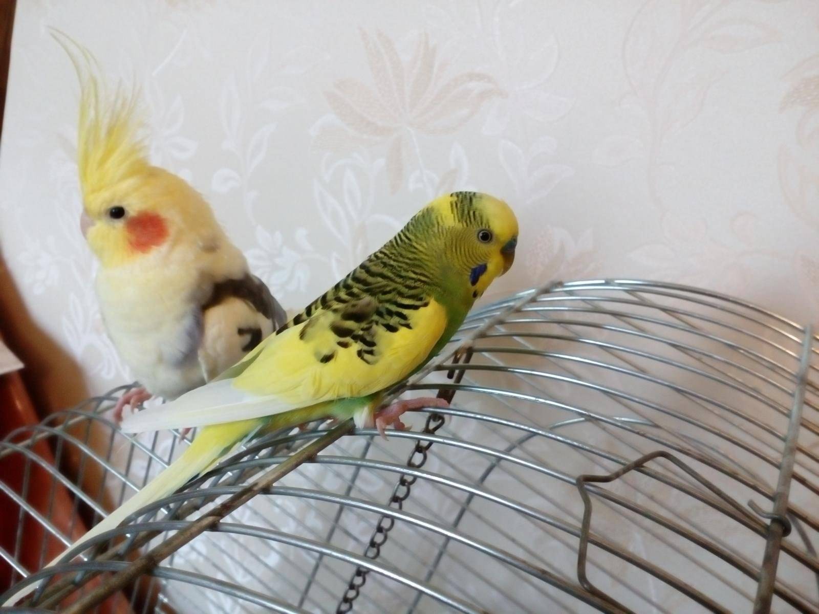 Корелла и волнистый попугай: кого выбрать, кто лучше, можно ли держать в одной клетке