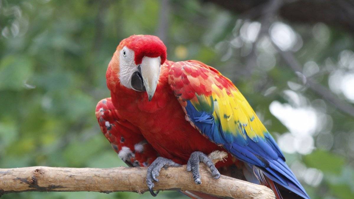 Толстоклювый попугай - thick-billed parrot - abcdef.wiki
