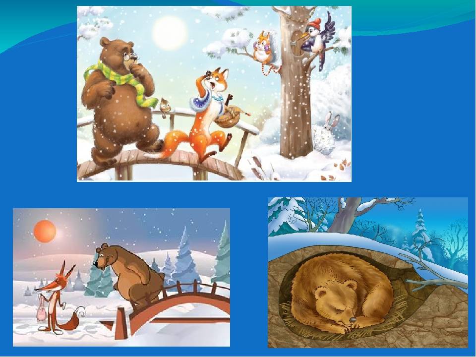 Почему медведь зимой спит как объяснить. почему медведь сосет лапу