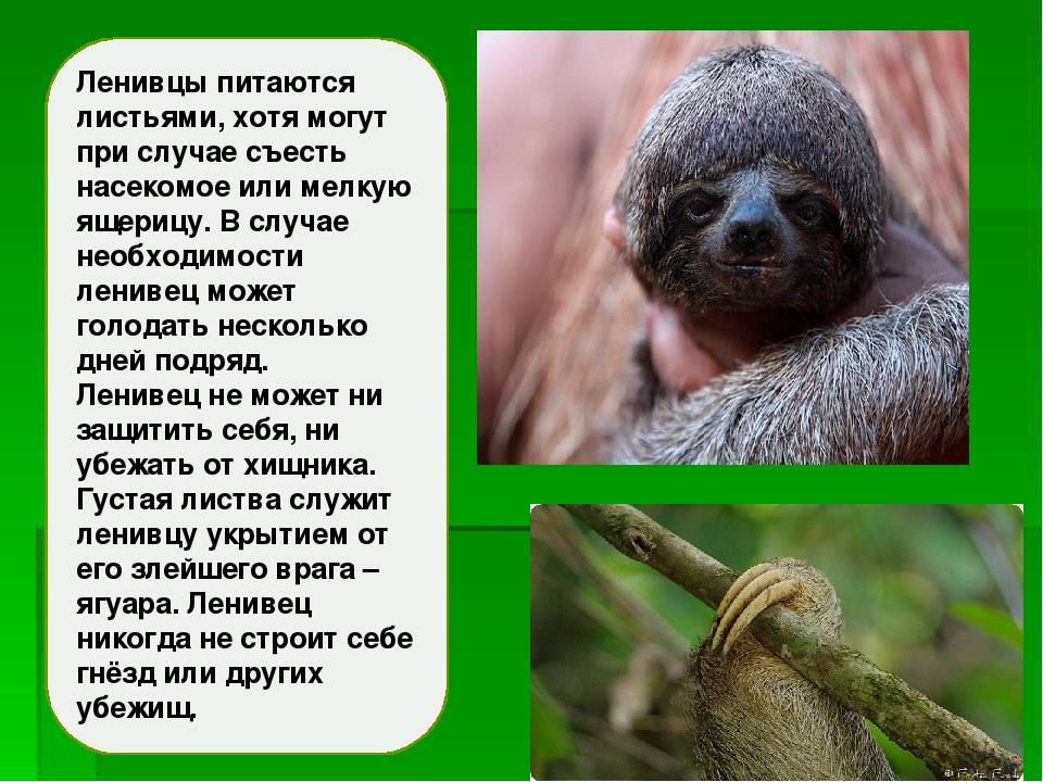 Ленивец: образ жизни животного, фото, ареал обитания, интересные факты как живут ленивцы