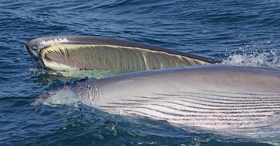 Гренландский кит – фото, описание, ареал, рацион, враги, популяция