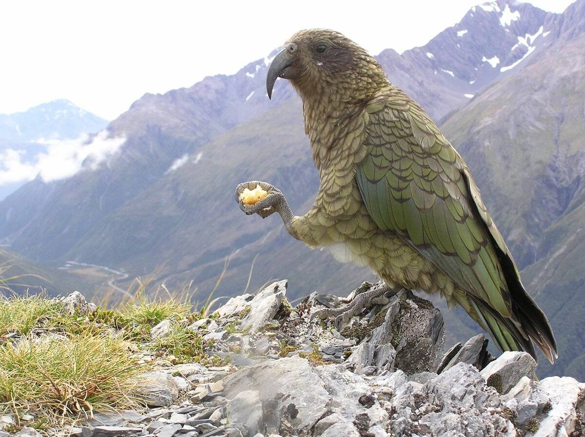 Горный попугай кеа из новой зеландии | хронотон
