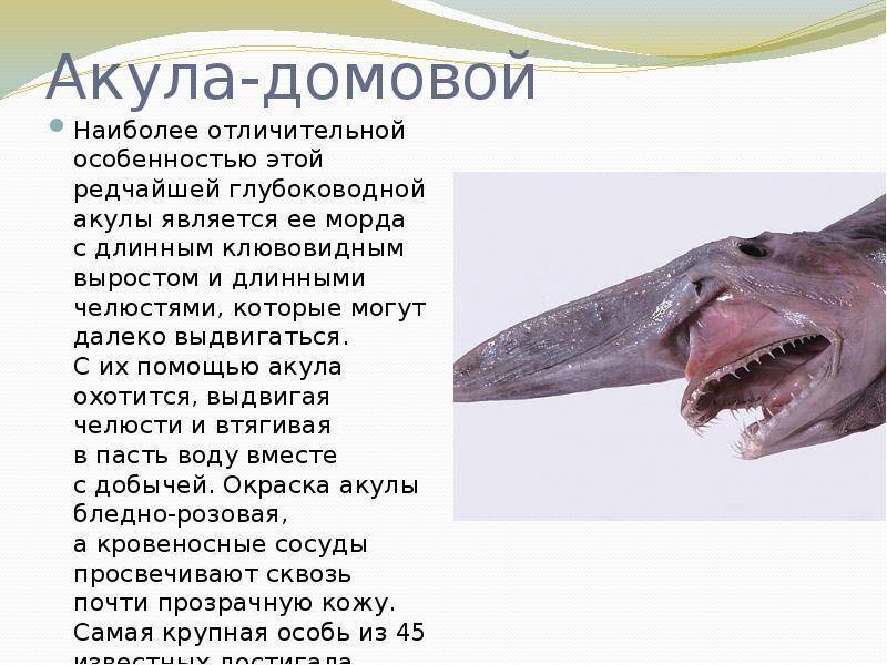Акула-гоблин: фото, происхождение, особенности внешнего вида
