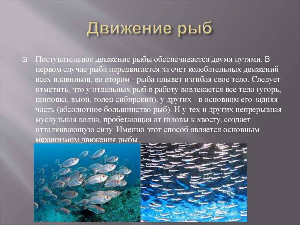 Особенности кормления золотых рыбок