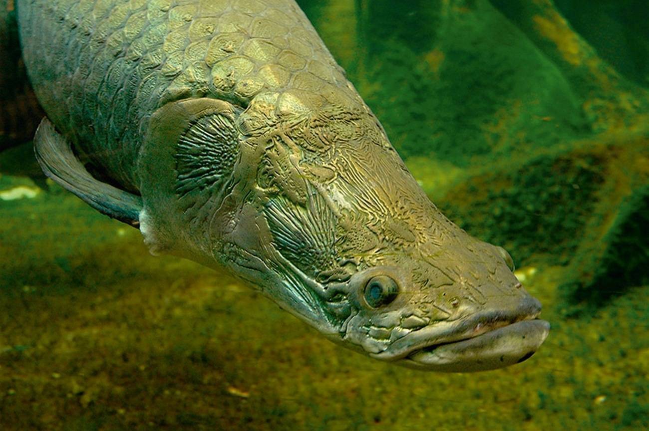 Гигантская арапайма: описание, можно ли содержать в аквариуме