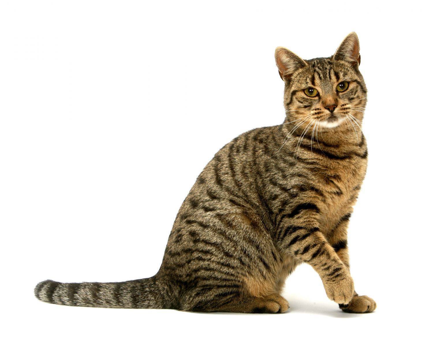 Гималайская кошка (100 фото): характер, уход за шерстью, происхождение породы, особенности, отзывы и  рекомендации по содержанию