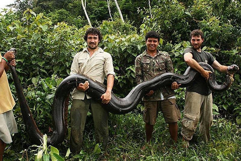 Топ-10: самые большие змеи в мире