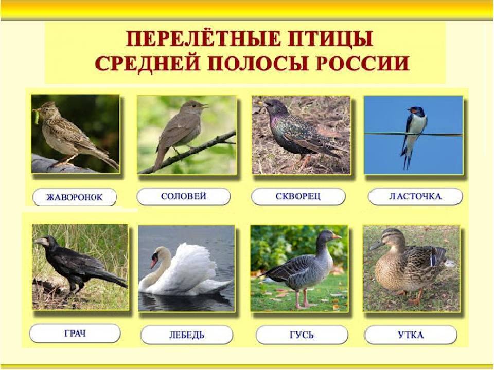 Летят перелетные птицы... какие и куда? фото — ботаничка