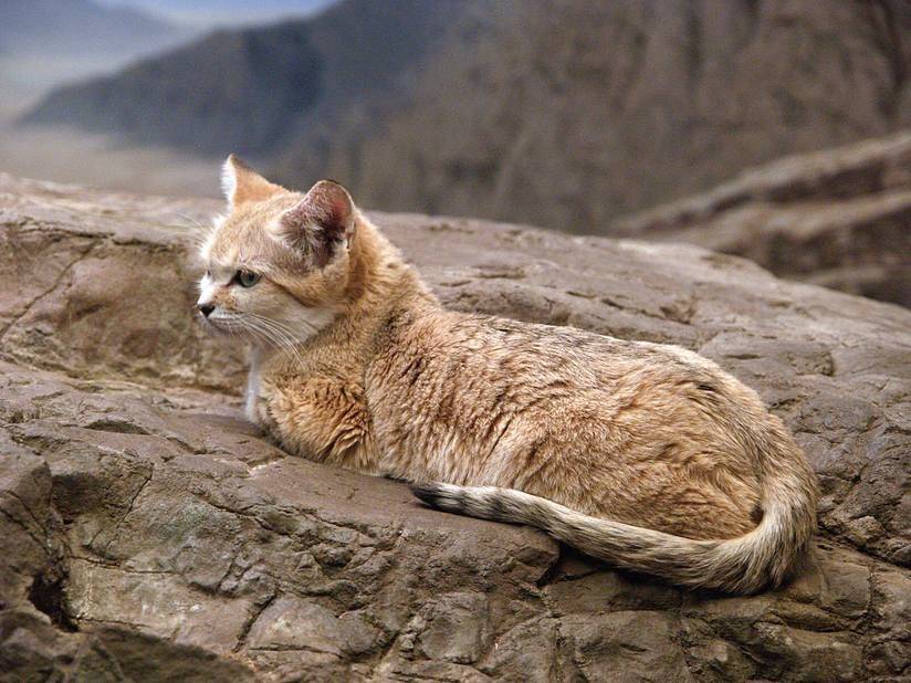 Барханный кот: самая грозная няшная котейка