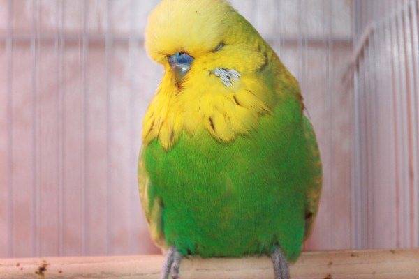 Почему волнистый попугай постоянно дрожит и хохлится
