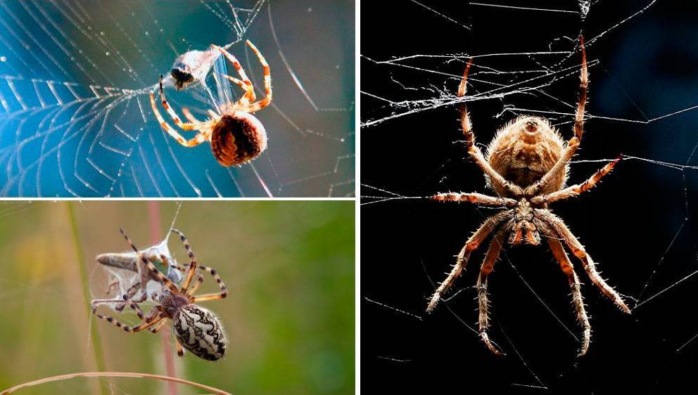 Кто плетет паутину паук или паучиха. почему паук не прилипает к своей паутине