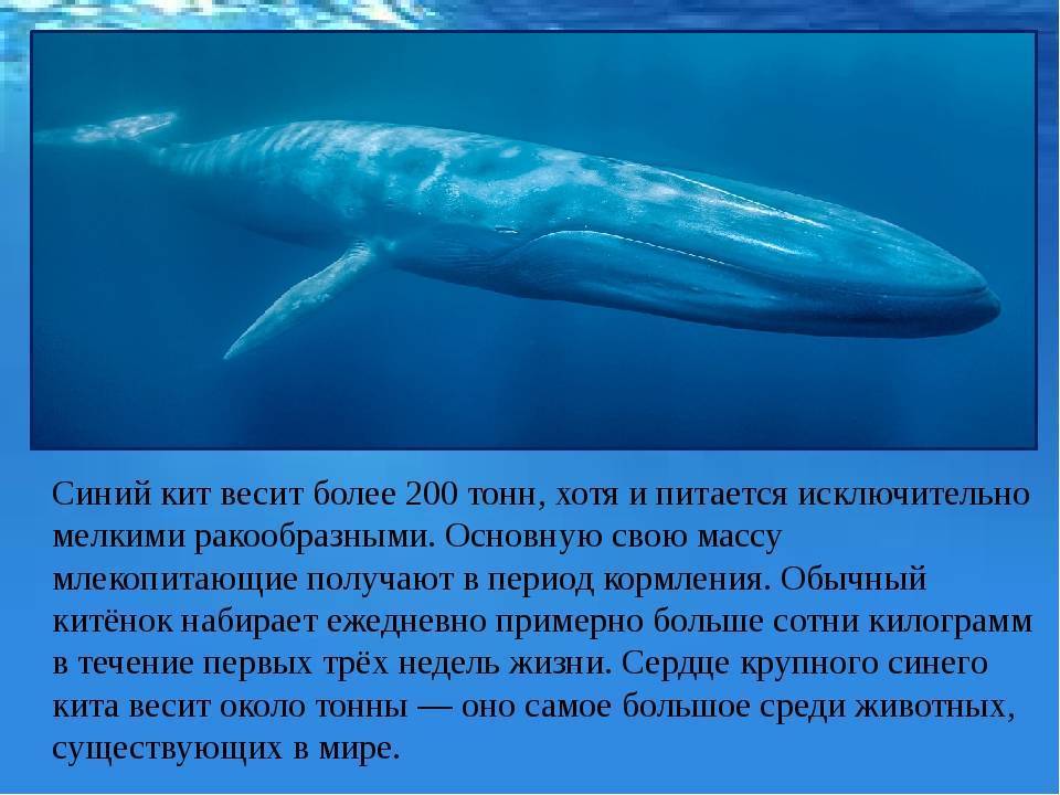 Самый большой кит в мире - topkin | 2021