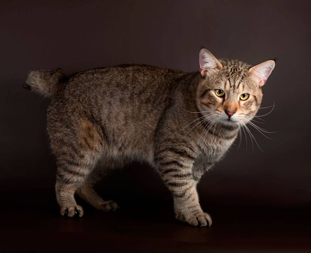 Порода кошек пиксибоб: описание, характер, особенности ухода и питания