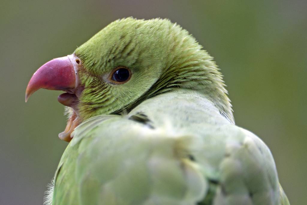 Почему волнистый попугай кусается, как отучить кусаться