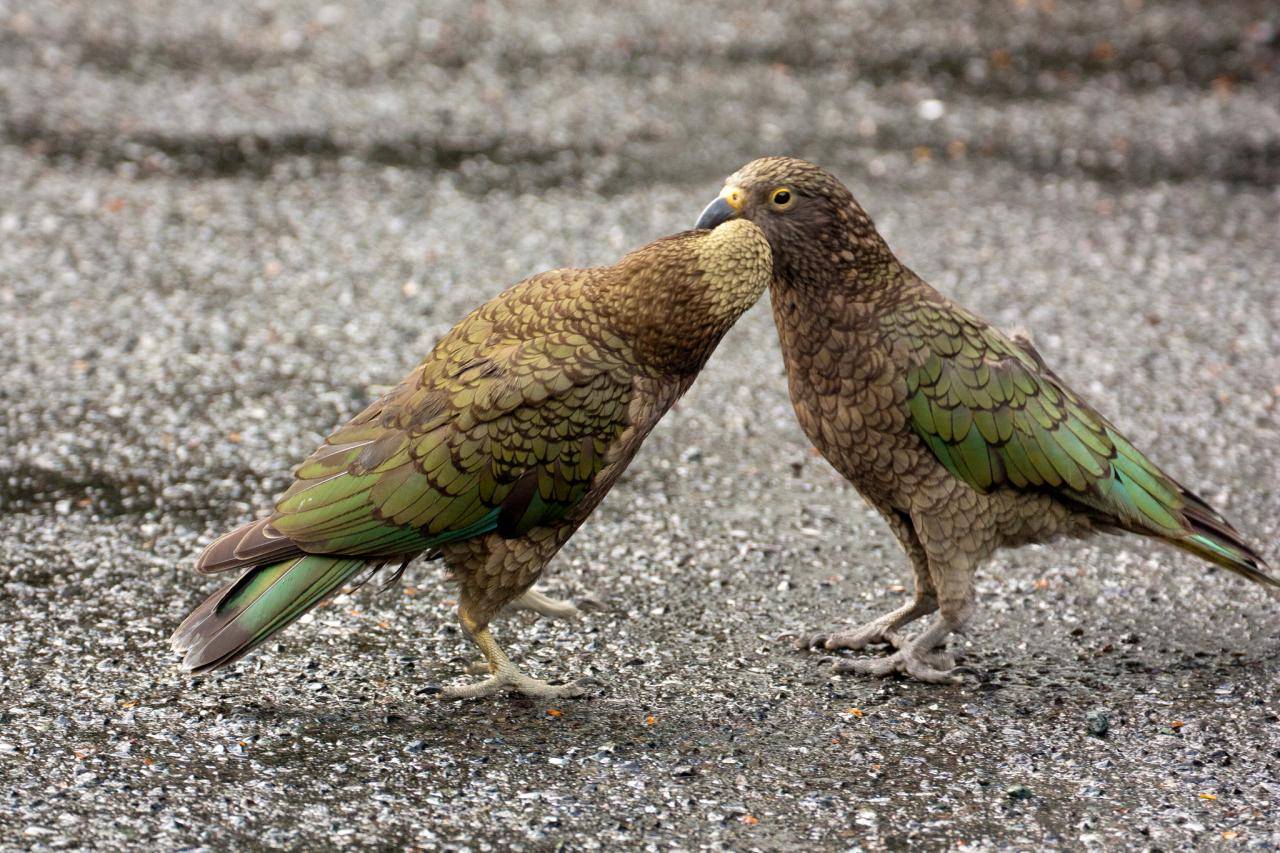 Кеа попугай. образ жизни и среда обитания попугая кеа | животный мир