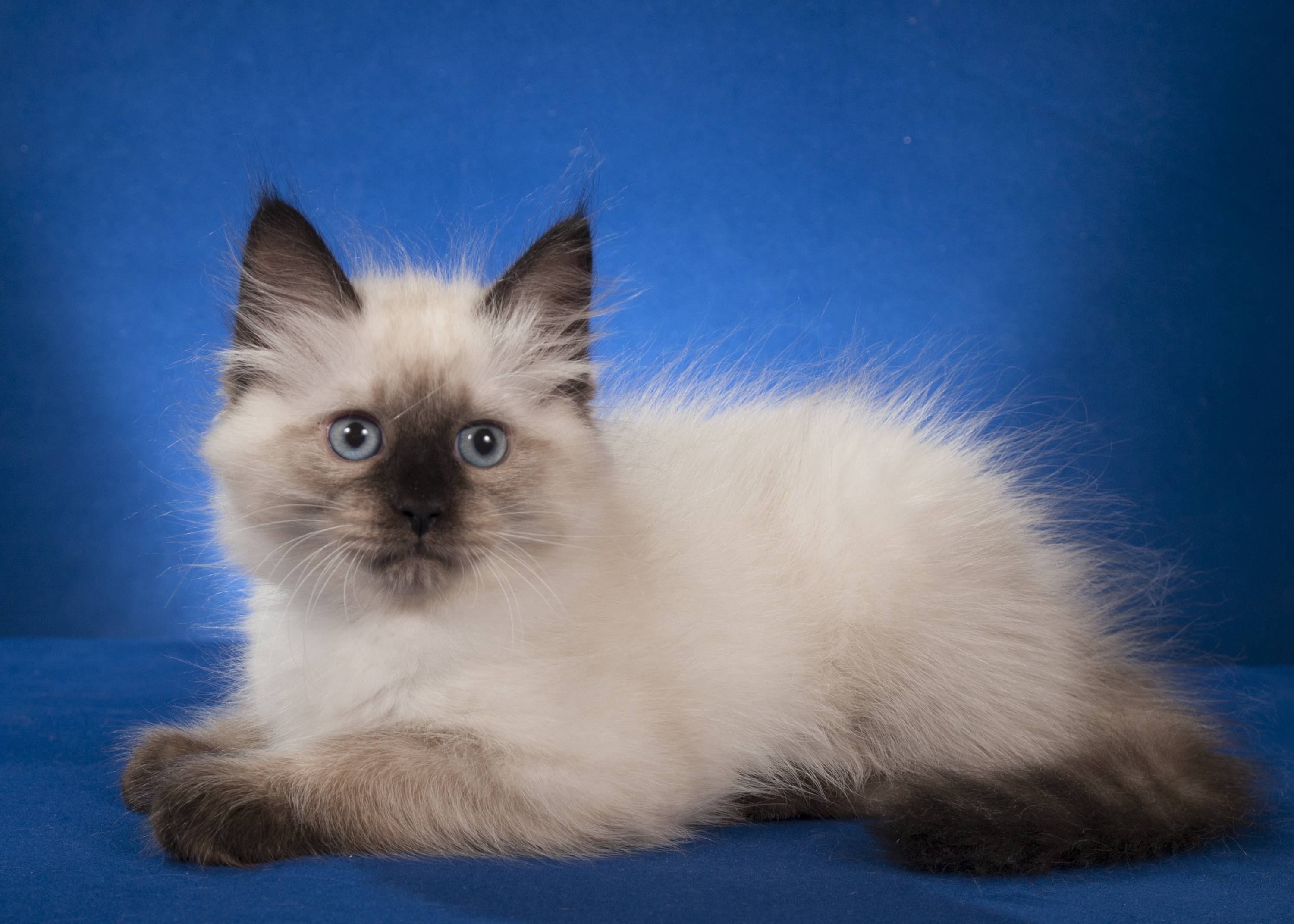 Невская маскарадная кошка: описание породы, характер, здоровье