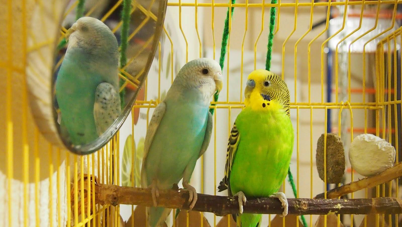Имена для попугаев - список имен для мальчиков и девочек по видам