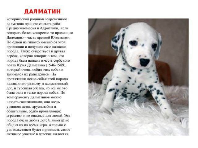 Далматин: 115 фото и характеристика породы собаки. стандарты породы и советы по уходу